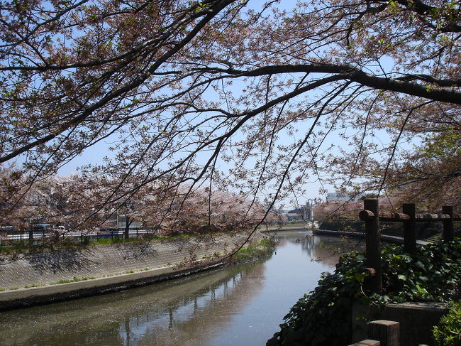 草加の綾瀬川に沿って桜がきれいに咲きます。訪れるのがちょっと遅くなり、葉桜見物となってしまいました。風が吹き、たくさんの桜の花びらが舞うのもいいものでした。