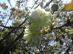 【ちょっとお出掛け】御衣黄桜と鬱金(ウコン) 