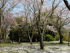 佐倉城址公園で遅咲きのさくら探し