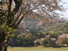 桜 桜 大厚木カントリークラブ 桜コース