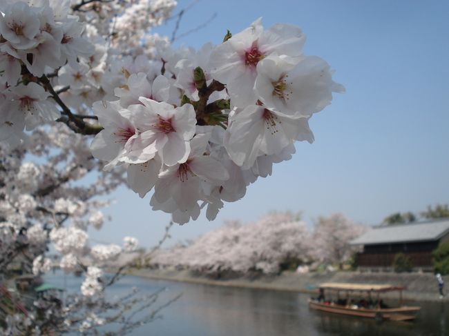 <br /><br />『そうだ京都、行こう。』この言葉にのせられて行くのはこれで何度目だろう。<br /><br />残念ながら廃止になってしまったＪＲ東海が京都ＰＲの為発足した　ＫＹＯＴＯ・ＣＬＵＢ<br /><br />をご存じの方もいらっしゃると思いますがワタクシその１期生でもあります。<br /><br />それならさぞ詳しいのだろうと思われるかもしれませんが「好き」と「通」はまるで<br /><br />違うもので私は単なる京都好き。春になるとただ衝動に駆られてしまうのです。