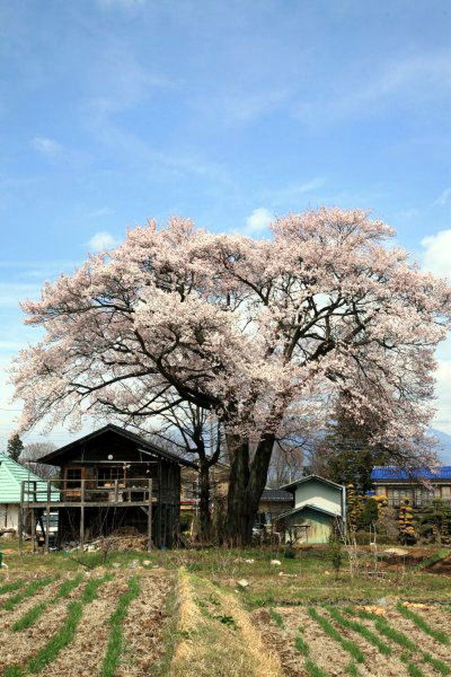 山梨県の桜で有名な実相寺に行ってきました。この旅行記は、実相寺付近に咲いていた一本桜を集めました。<br />屋敷に植えられた桜、田圃や畑にポツンと植えられた桜など、どの木も伸びやかに育ち、花をいっぱいにつけていました。<br /><br />写真は、八ヶ岳を背景に咲く山高のエドヒガン桜。