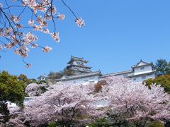 見納め？姫路城と桜