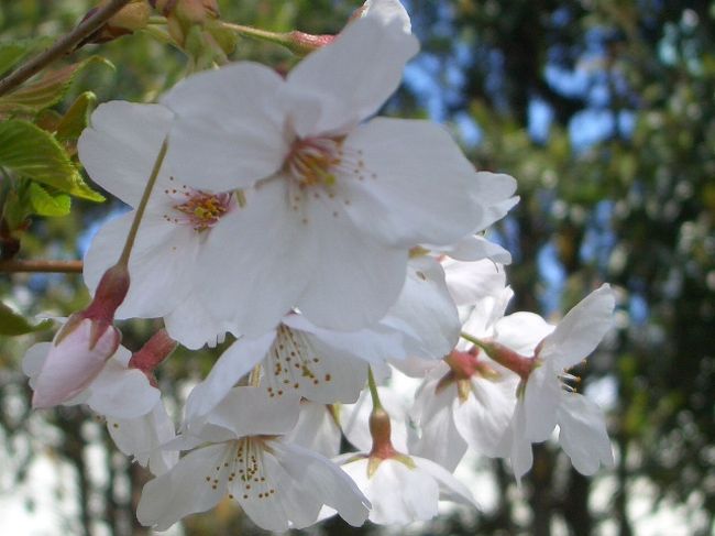 春の陽と桜に呼ばれて近くの多摩川土手から川崎大師方面にお花見に行こうと出かけましたが。さて…<br /><br />＜断り書き＞<br />カメラの装備と腕前が不十分のためお見苦しい点多々あります<br />おゆるしのほどを…
