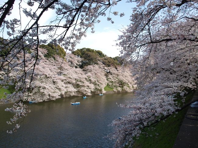 ようやく東京にも桜が咲いて来たようなので、毎年恒例の江戸城花見へ行って参りました。<br />今年は<br />千鳥ヶ淵→北の丸公園（田安門→清水門）→平川門→皇居東御苑→大手門→外濠公園<br />というコースで行こうかと。<br /><br />外濠公園は散歩しながらの花見コースではなく、どちらかと言うと「ザ・花見」的なスポットであったため、何となく今日の散歩を上手く締めくくれず、混雑を覚悟の上で再び千鳥ヶ淵へやって来ました。
