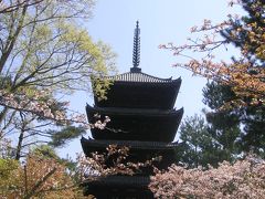 桜を満喫！京都へ春の旅