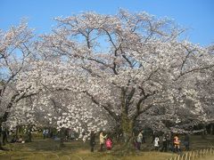 晴れの国　岡山（桜の後楽園）