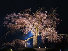 京都で夜桜