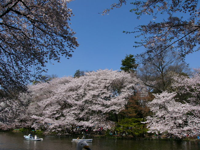 今年の桜はどこで見ようか。。。<br />散々迷った結果、大好きな井の頭公園へ。<br /><br />何年か前にも桜の時期に来たことがあったけど、<br />見事は迫力だったなぁ…と。<br /><br />平日だったけど、甘かった( p_q)<br />想像以上に人が多くて、なんだか桜どころじゃなく、<br />ワタシ的には、桜に集中できずにちょっと残念でした。<br /><br />でも、やっぱりあの大樹は素晴らしかったです(*´ェ`*)