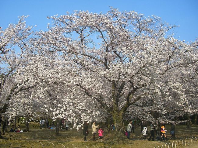 日帰りで倉吉から戻ってきましたが、途中寄道した津山の鶴山公園が長蛇の渋滞で駐車出来ずあえなく断念！<br />やむなく戻ってきた岡山でしたが、まだ余力がありましたので久々に地元の花見散策に出かけてみました。<br /><br />◆晴れの国　岡山　『観光かわら版』◆<br />http://4travel.jp/traveler/comeva/album/10432651/<br /><br />◆晴れの国　岡山map◆<br />http://waiwai.map.yahoo.co.jp/map?mid=KPuHK1HEmNHv1I_rG3Uk39lKoqiLoPVY7g-- 