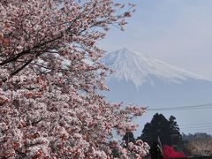 満開の桜を求めて?　満開の狩宿の下馬桜