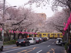 桜がきれいな中野