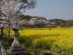 虚空蔵谷川のサクラ＆観音寺の菜の花