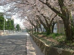 山口大学の桜が満開でした