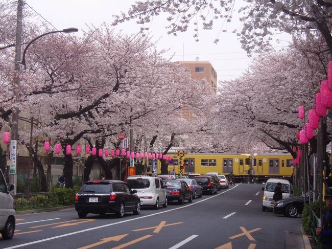 中野の駅ハイキングに参加をして来ました。<br />中野駅〜南口を通って東中野〜桜がきれいな中野通り〜哲学堂<br />沼袋駅では、ちょっと寄り道して百観音を見学〜中野刑務所跡〜新井薬師〜中野ブロードウエー中野駅ゴールをしました。<br />何年か前にも歩きましたが、ほんとうに桜のトンネルになってきれいでした。