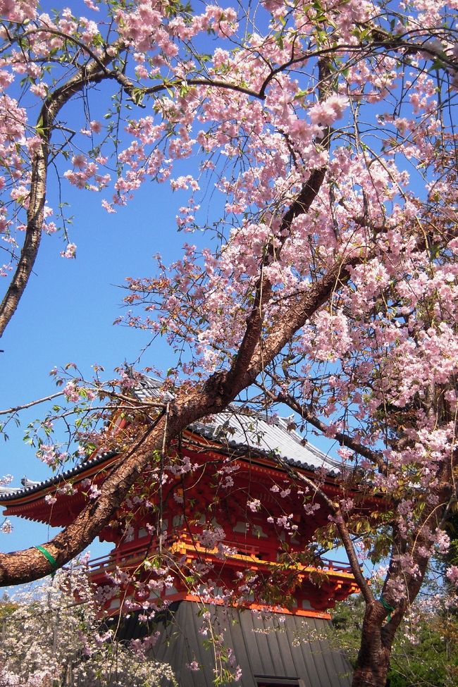 今日は映画を見に行こうと思っていたんだけれど、<br />建物内で映画を見ているだけなんて勿体無いようなとってもいいお天気。<br /><br />先週、お天気がイマイチで、綺麗な桜が見れなかったので前から見てみたかった御室桜を見に行くことにしました〜〜<br />仁和寺の御室桜は、ちょうど満開の見ごろ♪<br />やったぁ〜〜〜〜お天気もいいし、桜も満開！<br />背丈の低い御室桜に囲まれて、素敵なお花見をしたあとで、<br />映画を見に行きましょう〜〜<br />映画は『レッドクリフ?』これも最高に面白かった♪<br /><br />桜を見て映画を楽しむ・・・充実の休日でした。<br /><br />仁和寺　　http://www.ninnaji.or.jp/