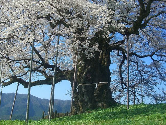 三休公園で予想外に時間をかけてしまいこちらに到着したのが朝の7時頃、ここは一本桜としてはメジャーな場所でNHKの大河ドラマ「武蔵」のロケ地としても知名度があり、お蔭で到着してからもすぐに駐車場に入る事が出来ず狭い山中待つこと約1時間、8時をまわってやっと駐車(500円)することが出来ました。<br /><br />さすがに観光客の半分は県外ナンバー、関西・中四国の近府県はじめ遠くは北海道は見ませんでしたが、東北や南九州あたりからもよくおいでくださりましたm(__)m知事に代わり御礼申し上げます。<br />しっかり金落としてや〜(^o^)<br /><br />◆晴れの国 岡山 『観光かわら版』◆<br />http://4travel.jp/traveler/comeva/album/10432651/<br /><br />◆晴れの国 岡山map◆<br />http://waiwai.map.yahoo.co.jp/map?mid=KPuHK1HEmNHv1I_rG3Uk39lKoqiLoPVY7g-- <br /><br />写真:醍醐桜<br /><br /><br />