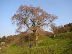 ２００９年　奈良県　宇陀の又兵衛桜