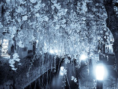 宇都宮市・釜川の枝垂れ桜 2009。