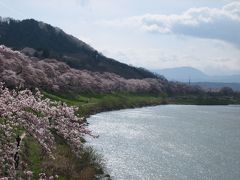 お犬様と行く☆一目千本桜　2008