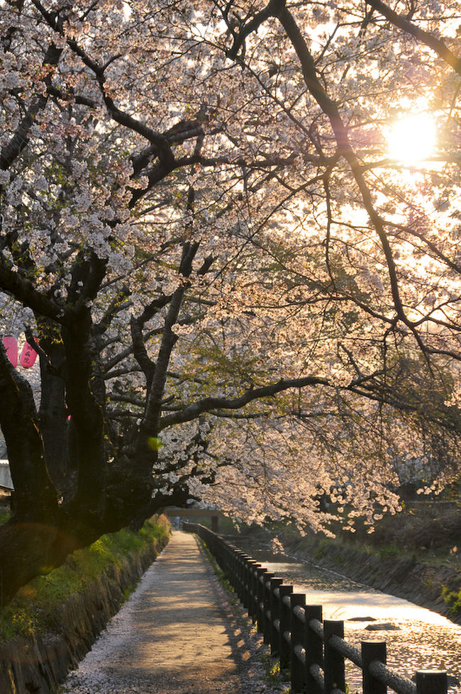 真岡市の中心部を行屋川沿いでは２００本近くのソメイヨシノが咲きます。<br /><br />週末に花見をされた方たちは桜吹雪の中での花見となったのではないでしょうか？(^_^;)<br /><br />今年の宇都宮の桜は４月の７，８で平地部は一気に満開になりそして一気に散り始めた状態でした。<br /><br />この日は宇都宮市内の西原地区とこの真岡市にまで足を伸ばしましたが、真岡市のこの場所でも遠目には木々に満開状態のようでしたが近寄ると葉っぱが目立つ状態に。行屋川も桜の花びらで真っ白でした。