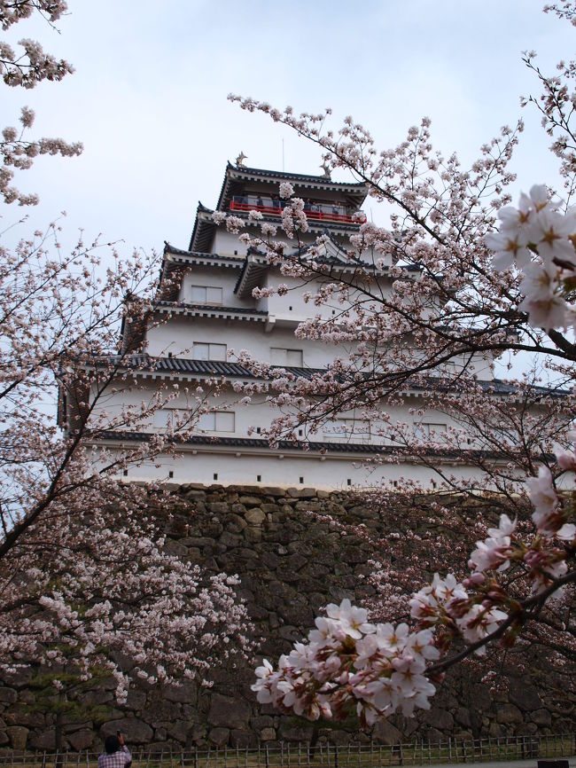  東京を通り過ぎた桜前線を追いかけて、以前から行きたかった桜の名所、会津鶴ヶ城に行ってきました。<br /><br />晴れの週末、先週の旅行でETC1000円キャンペーンを利用して、急遽レンタカーを借り、日帰り旅行となりました。<br /><br />東日本出身の私達にとって会津は一度訪れたい土地。沢山見所がありますが、今回は12時間限定なので、鶴ヶ城でゆっくり花見。その後、大内宿を通って再び東京に戻る、なんとも慌しい旅でした。<br /><br />鶴ヶ城の桜とても綺麗でした。桜まみれとはまさにこんな感じなんでしょうか。バックに見えるお城もとても綺麗でした。<br /><br /><br />日本レンタカー：http://www.nipponrentacar.co.jp/<br /><br />会津若松観光後者：http://www.tsurugajo.com/　　　　　<br /><br />