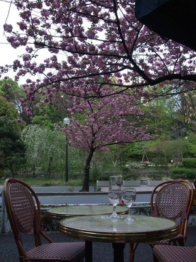 都内の桜も「ソメイヨシノ」はもう葉桜になってしまいました。<br />これからでも、都内で桜の花見ができる場所は？<br />ということで、何度か行ったことがあるこちらへ行ってきました。<br /><br />最近は、知るヒトも多くなり、日曜の昼下がりは、外の席に座れないかもしれないので、<br />銀座で昼食、夕方にこちらでお花見という、計画をたてました。<br />ただ、夕方遅くの写真撮影のため、黄昏の桜になりました。<br /><br />銀座から東京地下鉄（東京メトロ）銀座線に乗って、<br />赤坂見附駅から徒歩で約5分にある紀尾井町通りへ。<br />途中には、清水谷公園があり、<br />グランドプリンスホテル赤坂やホテルニューオータニなど、有名大型ホテルが建ち並ぶ、ブランド通りでもあります。<br /><br />今日の、目的の店「AUX BACCHANALES　ｵｰﾊﾞｶﾅﾙ紀尾井町」は<br />清水谷公園のソメイヨシノや枝垂れ桜を、<br />そして、少し遅れて咲く八重桜を眺めながら、気軽にビールやワインを飲める店です。<br /><br />☆4月12日現在☆　八重桜が満開！！でした〜♪<br /><br />AUX BACCHANALES紀尾井町店のHPはこちら<br />http://www.auxbacchanales.com/front-j.html<br /><br /> <br />※清水谷公園（しみずだにこうえん）は東京都千代田区紀尾井町にある千代田区立の公園です。<br />隣のグランドプリンスホテル赤坂などと共に江戸時代までは紀州徳川家の上屋敷があり、<br />井伊家との境目付近が谷だったことと、<br />付近の紀州徳川家の屋敷から清水が沸き出ていたことから、付近は「清水谷」と呼ばれていました。<br /><br />※紀尾井坂の変　<br />明治11年（1878年）、当地付近に自宅を構えていた大久保利通が暗殺されるという事件が起きました。<br />その後、哀悼碑が建てられ、<br />東京市に寄贈、1890年に「清水谷公園」として開園されました。<br /><br />かつて60年代にはデモ集会の場としても知られ、<br />その後、八重桜が多く植えられていて、いつもは静かな通りも、シーズンには多くの人々が訪れます。<br />