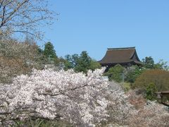 日 本 一 ！ 　吉 野 山 の サ ク ラ　 ～ ３ ～ 