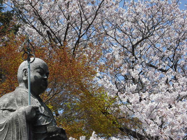 我が家の近くの隠れた桜の名所である証菩提寺といたち川の<br />花見に出かけた。<br /><br />証菩提寺は栄区（旧戸塚区）上郷町に位置してる。当寺は五峰山<br />一心院と号す真言宗。<br /><br />草創は文治５年（１１８９）源頼朝が開いたとの言い伝えがある。建保３年（１２１５）将軍実朝が証菩提寺に参詣してる。<br />