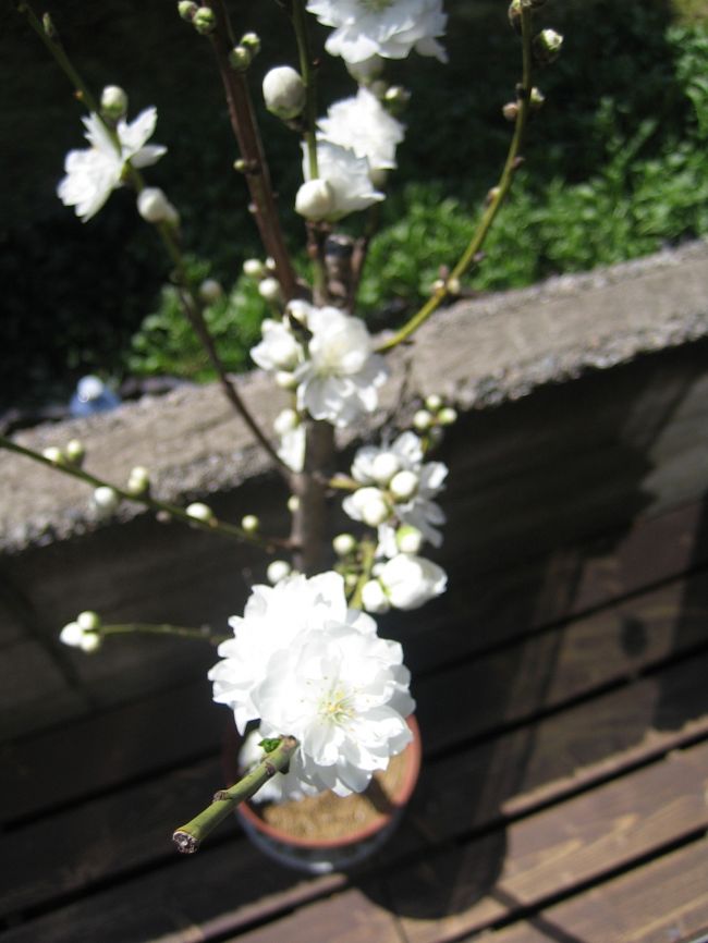 ミニミニな旅<br />金沢・金沢城・兼六園などのお花見・<br />バス＆マイ足に依る