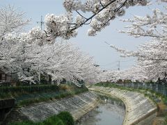 09久喜市内の桜を訪ねて・・・開花から満開まで