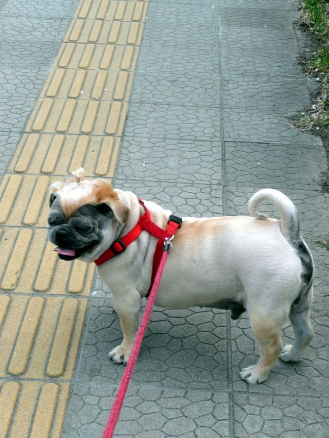 うちの犬を伴ってご近所の桜巡り<br /><br />今日は仙台、２３度<br />時々うちの犬を休ませながらで、約３時間。<br />歩いた、歩いた！