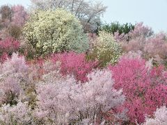 花見山は花盛り