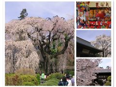 「しだれ桜の慈雲寺とこうしゅう桃源郷」【駅からハイキング】＜甘草屋敷～慈雲寺＋放光寺・恵林寺＞