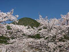 関西遊歩　#4　春うらら～丹波少年自然の家の桜（丹波市青垣町）