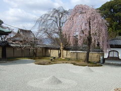 見ごろにはまだ早かった京都の桜