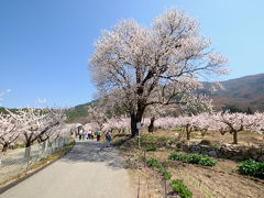 桃桜杏　３　更埴