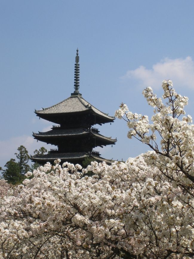 行ってまいりました、毎年恒例の「桜の会」。<br />今年はというと、最初は「平安神宮」か「御所」へ行くつもりやったですが、急遽変更し「御室・仁和寺」＋αへ。<br /><br />[表紙のお写真]<br />中門をくぐったスグ左にある御室の桜の苑の一番奥から。