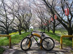 菜の花・桜の荒川サイクリング