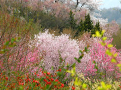 ★福島の桃源郷・花見山(Hanamiyama)・２００９