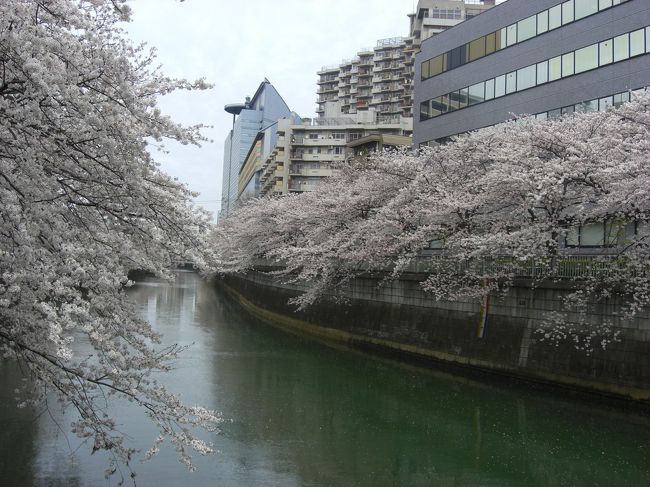 桜が綺麗な時期なので目黒川に行ってきました～<br />