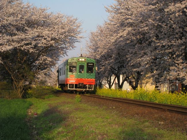 桜咲くころ、ＳＬの街「真岡」に行って着ました。<br />高速も東京から東北道経由して真岡まで１本でいけるようになったんですよね！！ビックリ！！<br />北真岡駅周辺は、桜の名所。いゃっ！！凄い凄い！！<br />