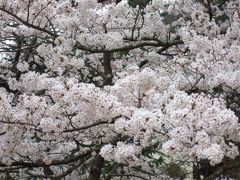 2009.04河口湖の桜