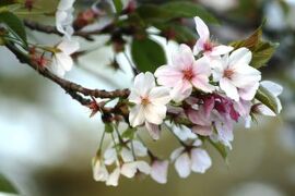 2009春、桜の見納め(1/3)：鶴舞公園、染井吉野、噴水塔、奏楽堂