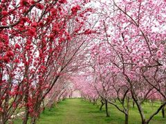 花桃のトンネル！ まるきた花桃園 ( ２００９年）