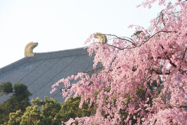 ”大和路まほろばの旅”２日目は、奈良公園の早朝散歩に始まりました。<br />鹿たちは、桜の花びらで朝食中、観光客が現れる前に、清々しい空気を胸一杯吸い込むことができました。