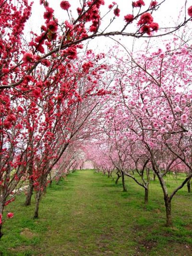 hn11さんに、教えていただいた<br />一宮にある「まるきた花桃園」に行って来ました！<br /><br />hn11さんは、昨年訪ねて行かれたのですが、<br />その旅行記に表紙の「花桃のトンネル」にびっくり！<br /><br />桜のトンネルはよくありますが、<br />桃の花のトンネルは今まで見たことがありません。<br /><br />これは、絶対に行く！って、速攻で決めてしまいました。<br /><br />「まるきた花桃園」は、この前、<br />ＴＶの旅番組「いい旅夢気分」でも放映されました。<br />ご主人の有賀さんも、とても感じのよい方です。<br />hn11さん曰く、昨年はＮＨＫでも放映されていたとのこと。<br /><br />本当に、素晴らしい花桃園。<br />桃の花を見たいです。という書き込みに、<br />こちらの花桃園を教えてくださったｈｎ11さんに感謝しま〜す。