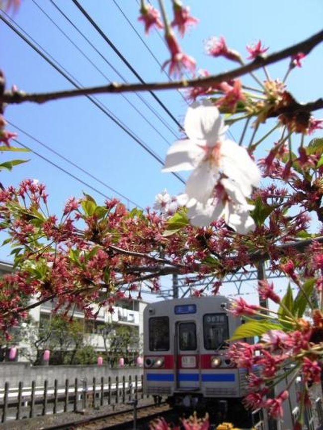 最近は週末毎にちょっと遠くへお散歩に行くのが我が家のマイブーム（←死語？）<br />帝釈天近くでお団子食べて、2年ほど前に帝釈天に行った時に見つけた御蕎麦屋さんでちょっと遅めの昼食（又は早めの夕食）を食べて、寅さん記念館や山本邸も見学できたら良いね、なんて暢気に出かけたのでありました。<br />果たして目的は達成されるのでしょうか・・・<br /><br />今回のミッションは<br />・里見公園でおにぎりを食べ<br />・矢切の渡しに乗り<br />・帝釈天でお団子を食べ<br />・寅さん記念館見学<br />・山本邸見学<br />・帝釈天近くの「日曜庵」でおそばを食べる<br />以上<br /><br />※ちなみに、出発地は船橋市ですが歩いたのはほとんど市川市です。