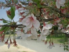 大濠公園で桜の名残を惜しむ