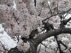 白石川　堤の桜並木
